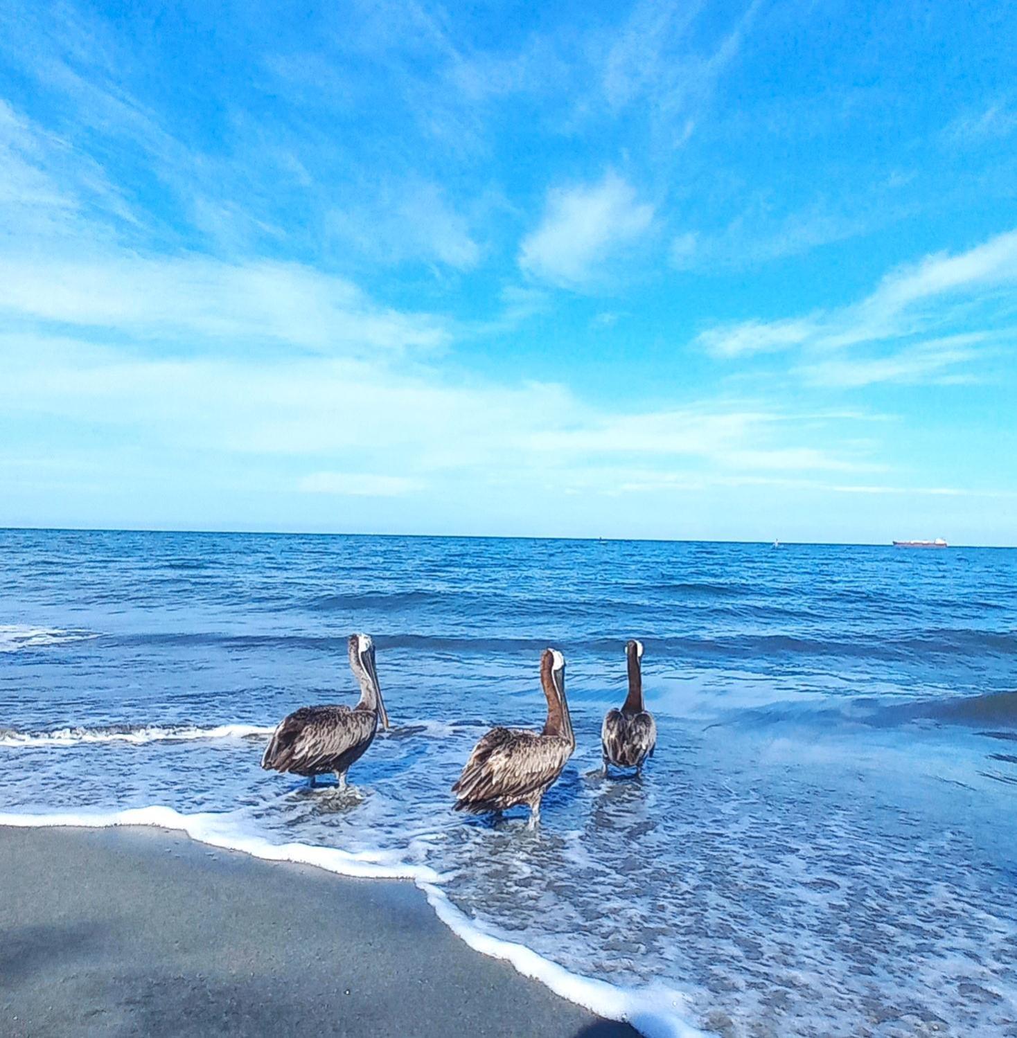 Cautivador Samaria Club De Playa Con Salida Directa Al Mar Y Sus Hermosas Playas De Pozos Colorados Appartement